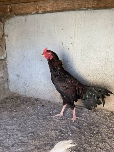 High quality aseel male