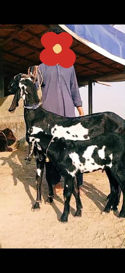 Beetal bakri kala dabba with male kid