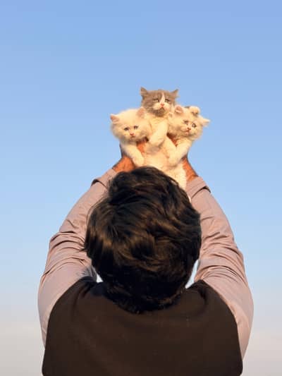 Persian Kittens For Sale