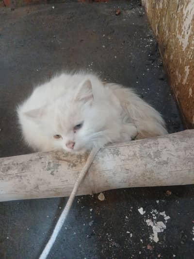 Two persian cays for sale male and female