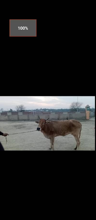 sahiwal nasal ki gaye ha dant ma 4 ha  doodh wagara NAHI ha