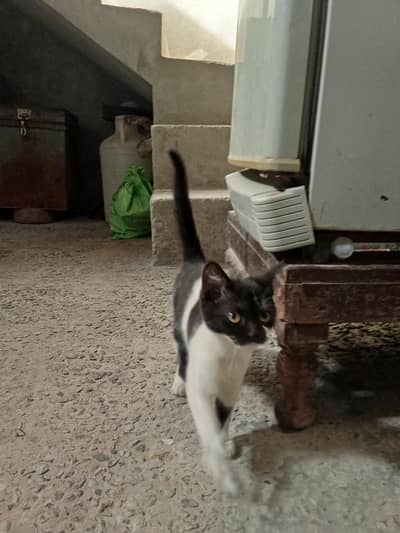 03321600987 Whatsapp call nmb