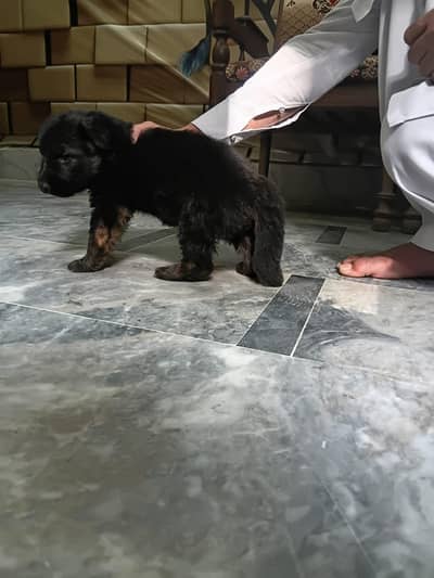 germn shepherd Long locat  kpk mardan03117723032whatsapp and con