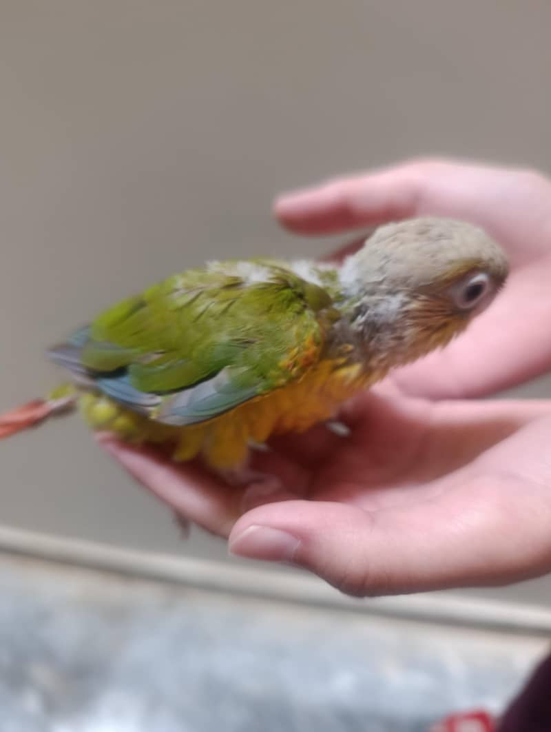 conure chicks 0