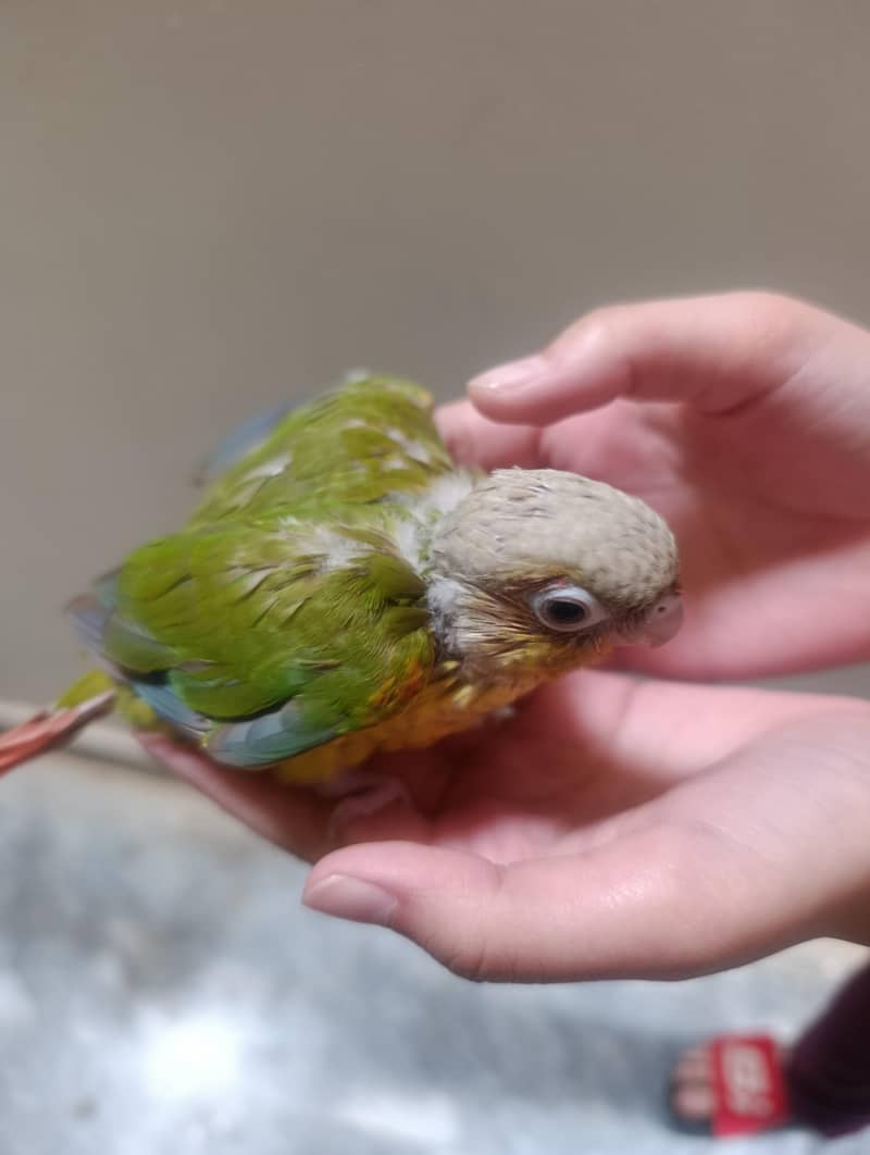 conure chicks 1