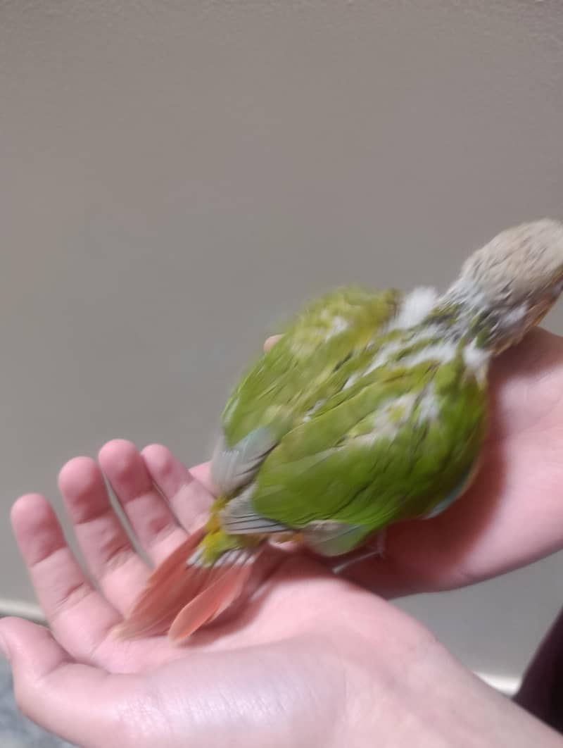 conure chicks 4