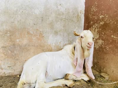 Gulabi 1 bakra 2 gulabi bakria