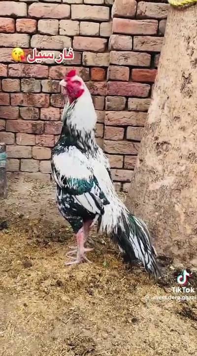 اعلی نسل اور معیار کا اصیل مرغا