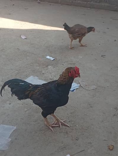 Aseel hens for sale