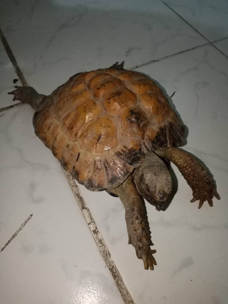 tortoise 1