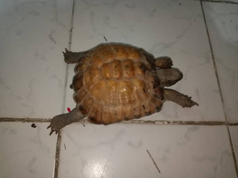 tortoise 2