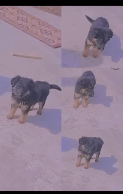 German Shepard | Puppy | Dog Puppies for sale