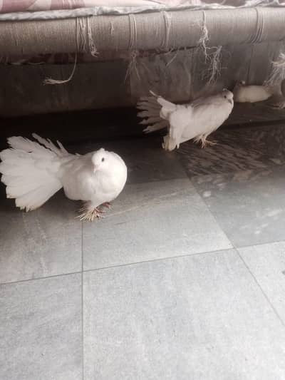 Lucky Pigeons |Available