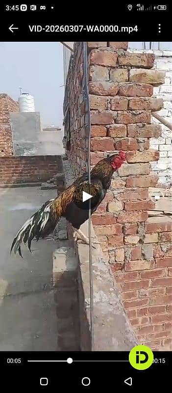 Pakistani mianwali aseel sail