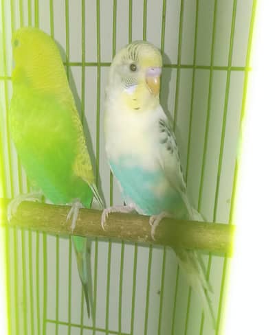 Common Budgie/Australian parrot Pair