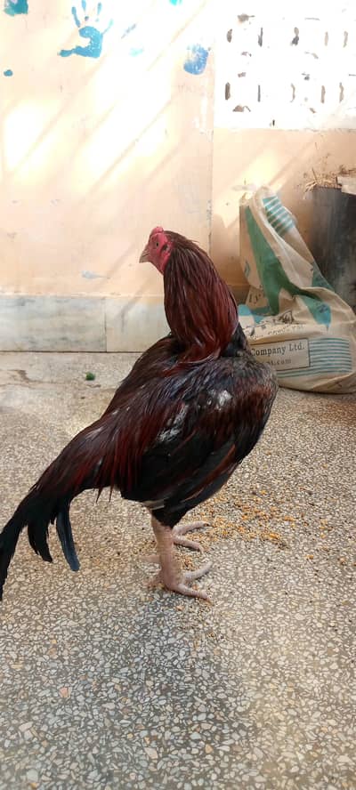 برائے فروخت