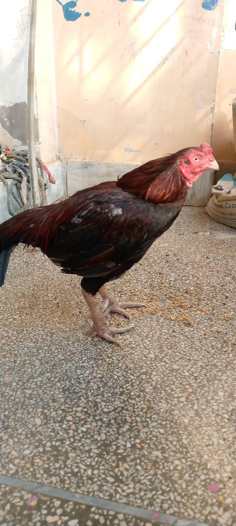 برائے فروخت 1