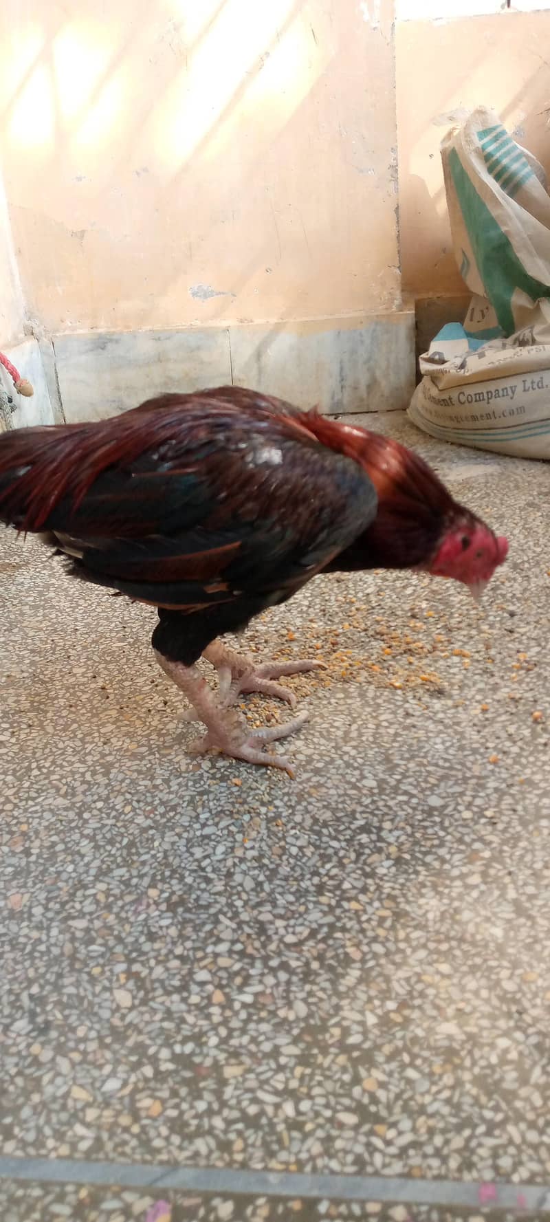 برائے فروخت 2