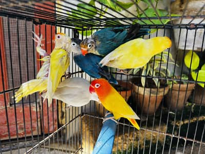 3 Lovebirds pair with 4 portion cage
