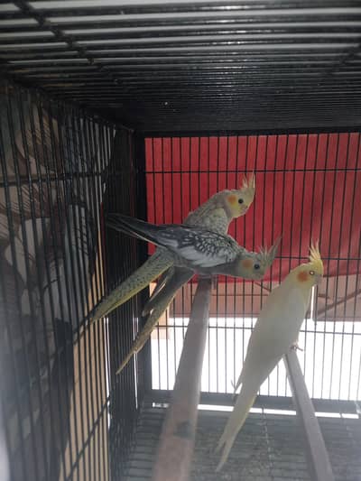 cocktail breeder pair argant for sale