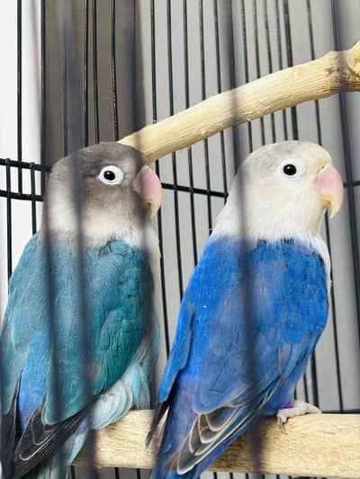 Lovebirds 2 pairs