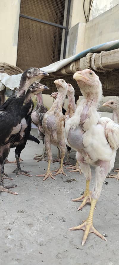 Pakistani aseel high quality 10 pathay