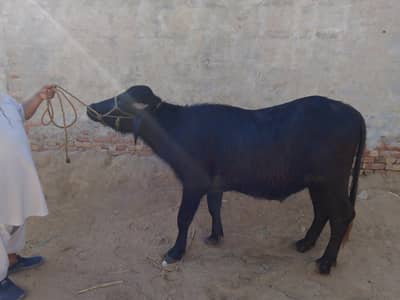 2 kattay for sale zabardast hai gol kattay hai