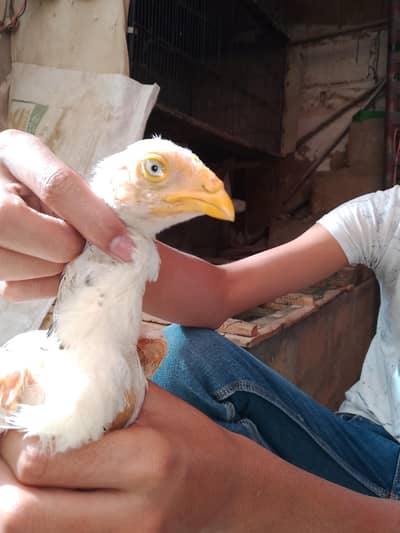 aseel check  for sale