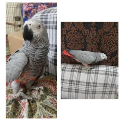 African grey parrot