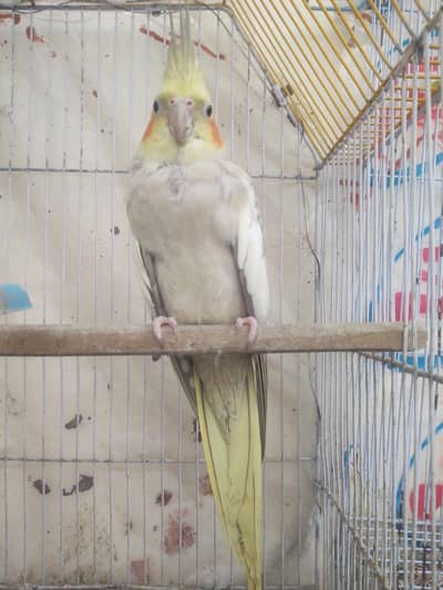 love birds Pair and + ( chick ) with pinjra. .