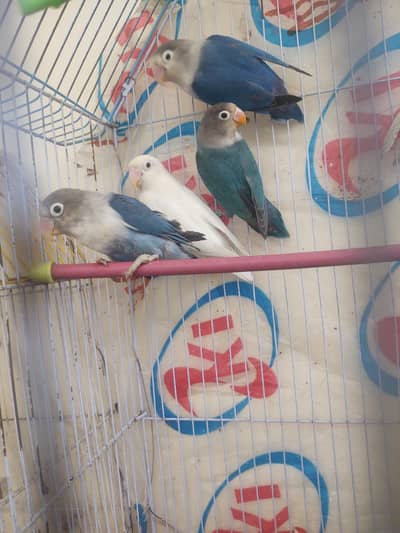 love birds Pair and + ( chick ) with pinjra. .