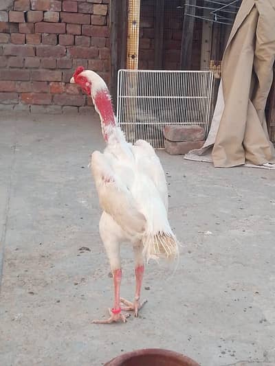 Heera Aseel / Shamo chicks