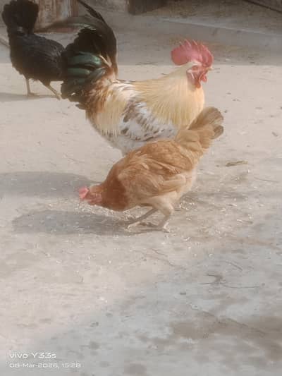 Golden misri hens for sale