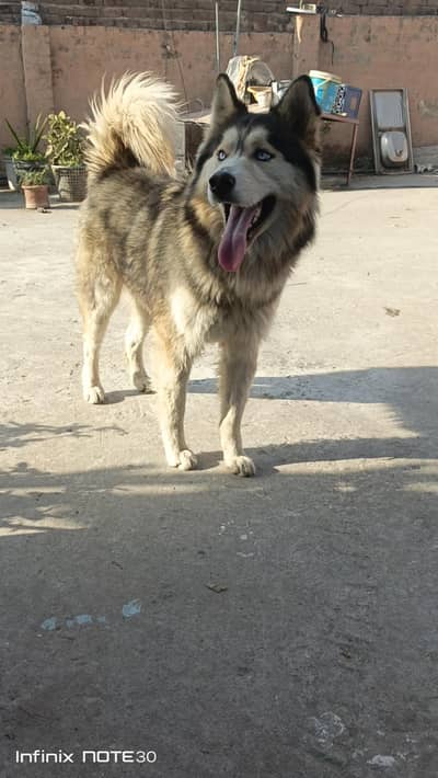 wooly coat siberian husky gray colour rare breed