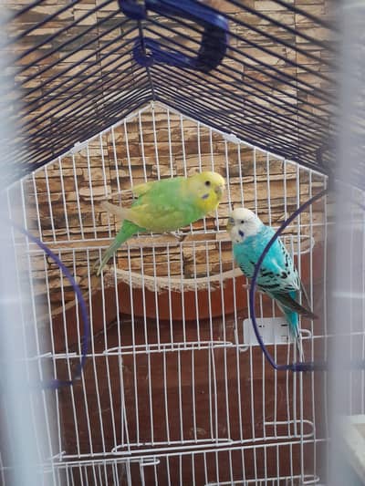 Beautiful Budgie pair