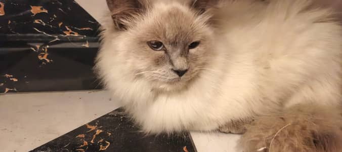 Himalayan Mix Persian 7 months female, vaccinated.