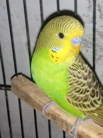 Very Beautiful Budgie pair