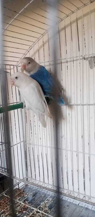 Albino Love Bird 03465339690