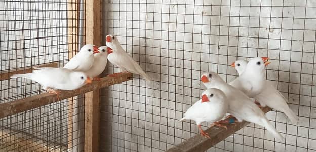 Snow White Finches