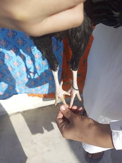 teno sell karne h shajra nar sawi Madi lasani patha