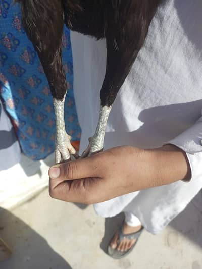 teno sell karne h shajra nar sawi Madi lasani patha