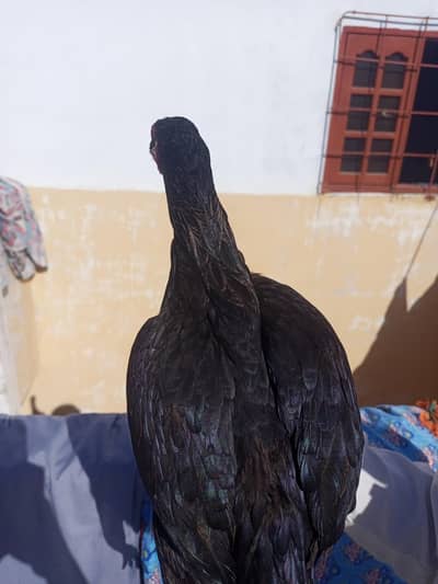 sawi Madi h sell karne h