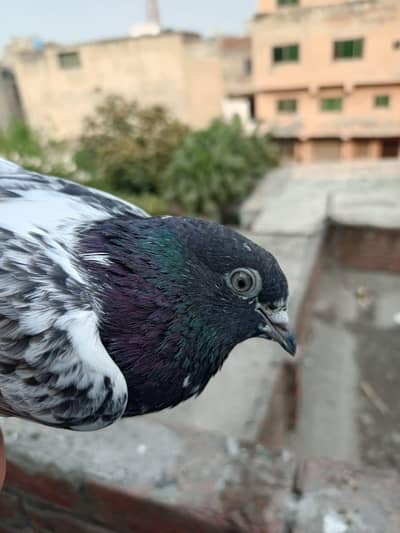 high flyer pigeons whole set up is up for sale