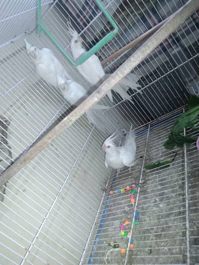 cockatiel Eno females and chicks