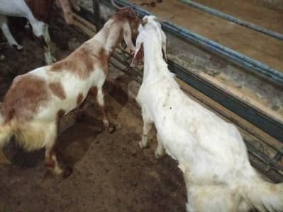 Bahot khobsorat vip Bakre