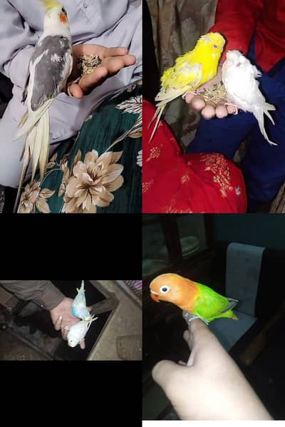 hand tame parrot cocktai love bird and baggies