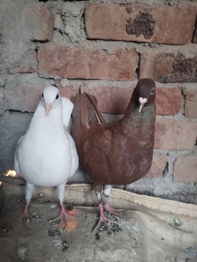 fancy pigeon far sela