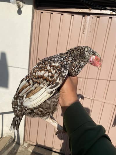 aseel misri cross hen