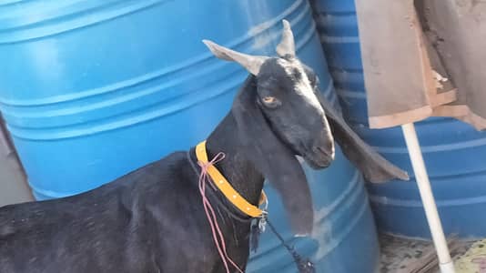 Bisser bakri 4 daat Mai