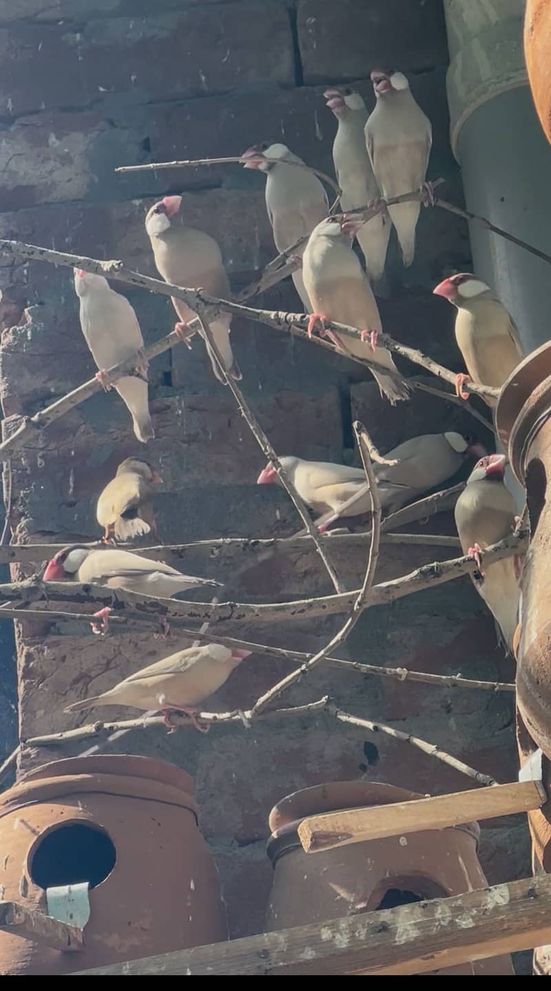 Fawn java pair 2000 0